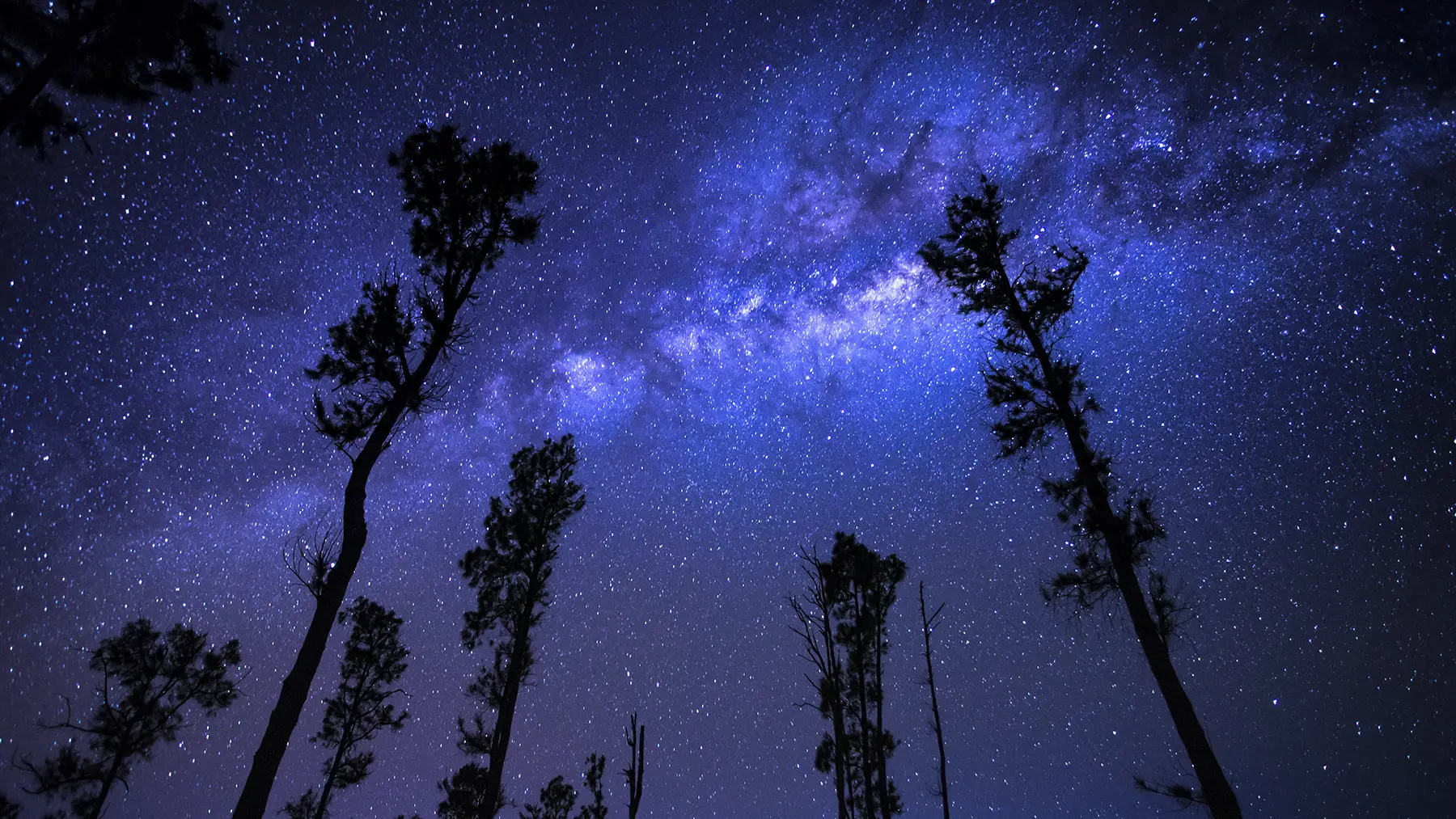 Milky Way arching through tree silhouettes at Mount Bromo