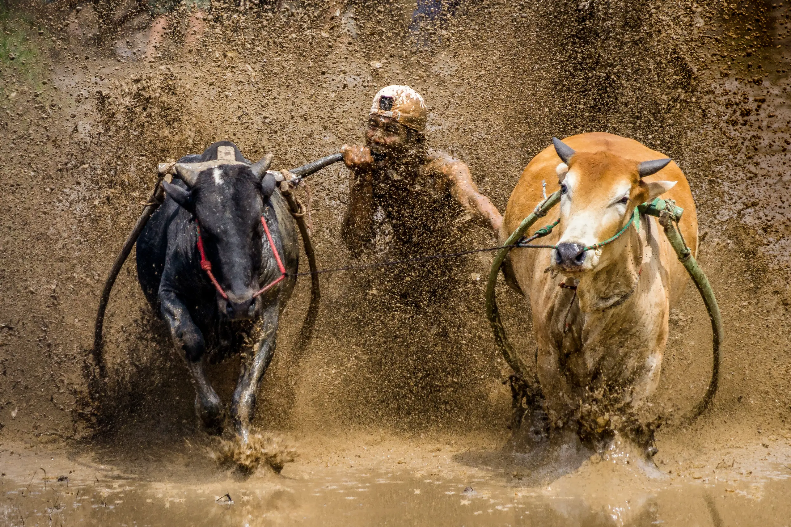 Pacu Jawi Photography Tour