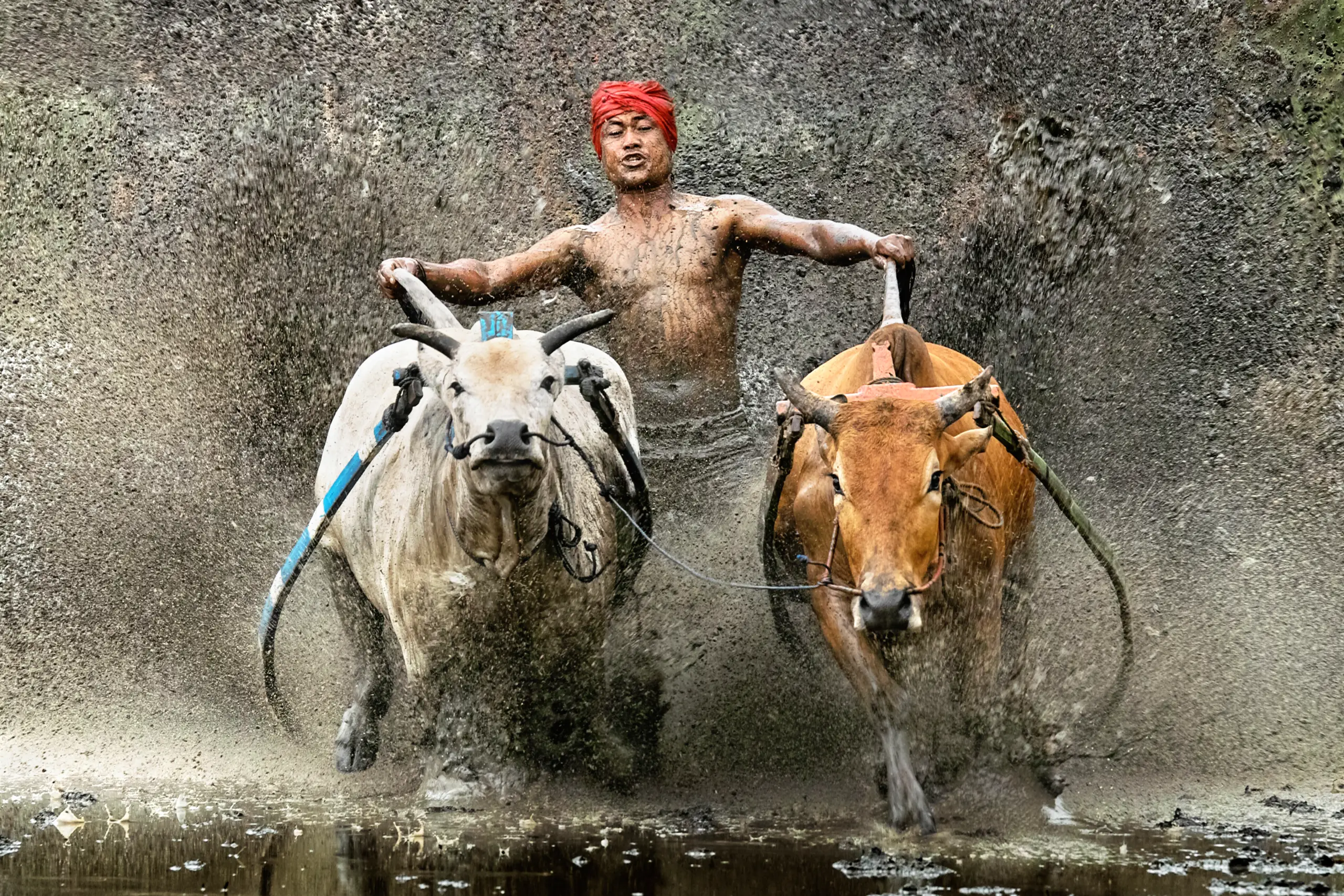 Pacu Jawi — the bull race