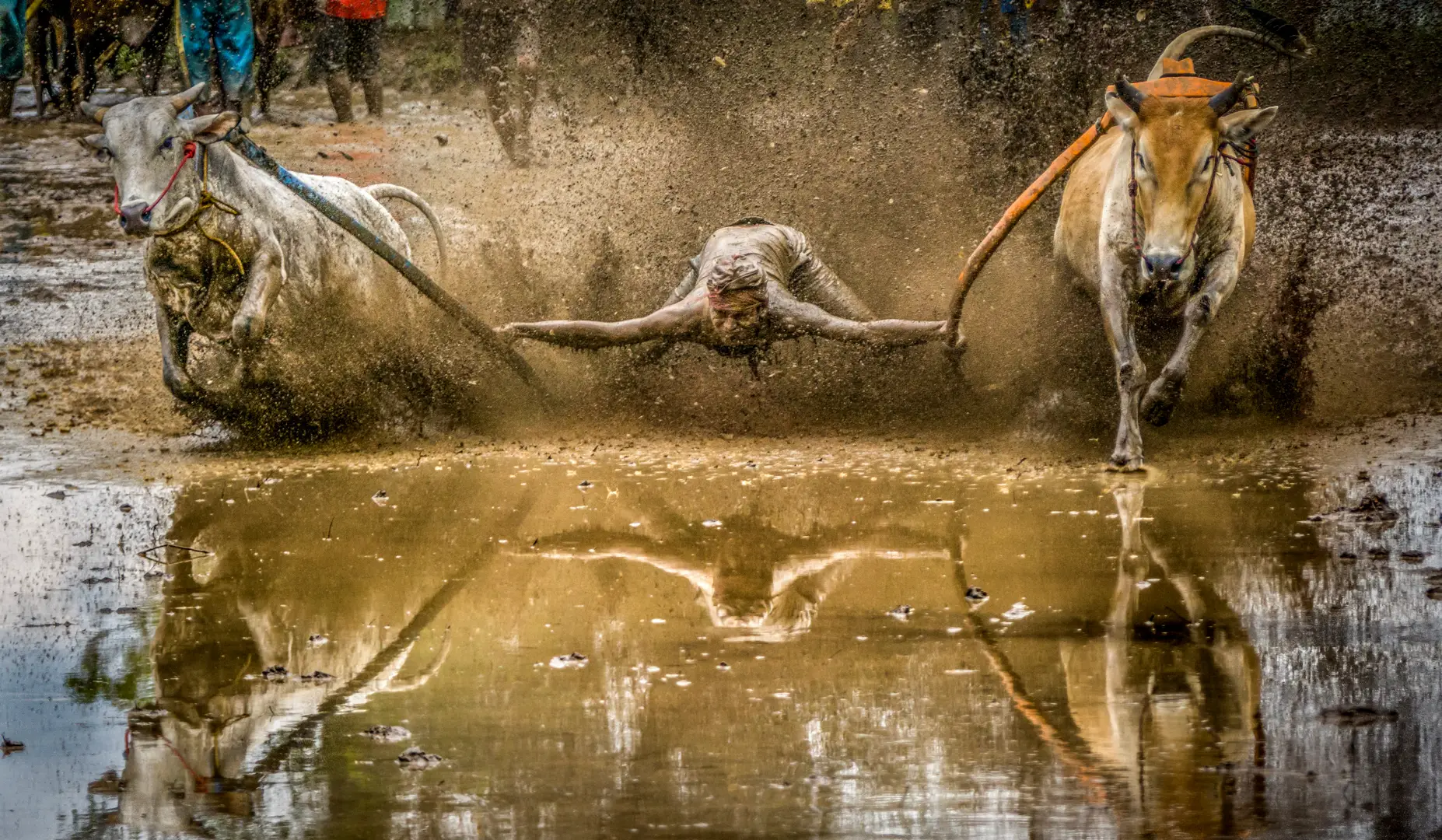 Pacu Jawi — flying jockey reflected in flooded rice field
