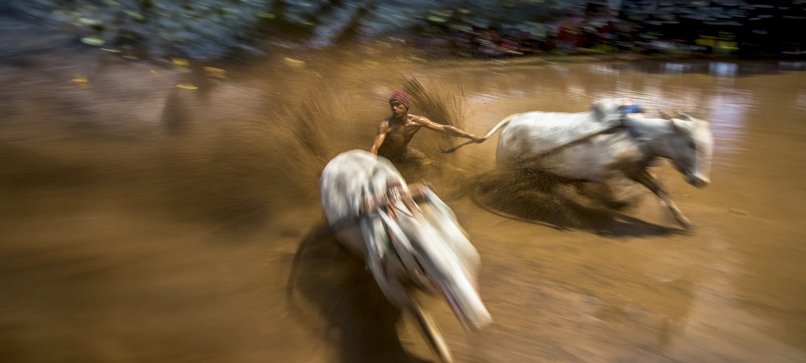Pacu Jawi — jockey racing through mud, motion blur