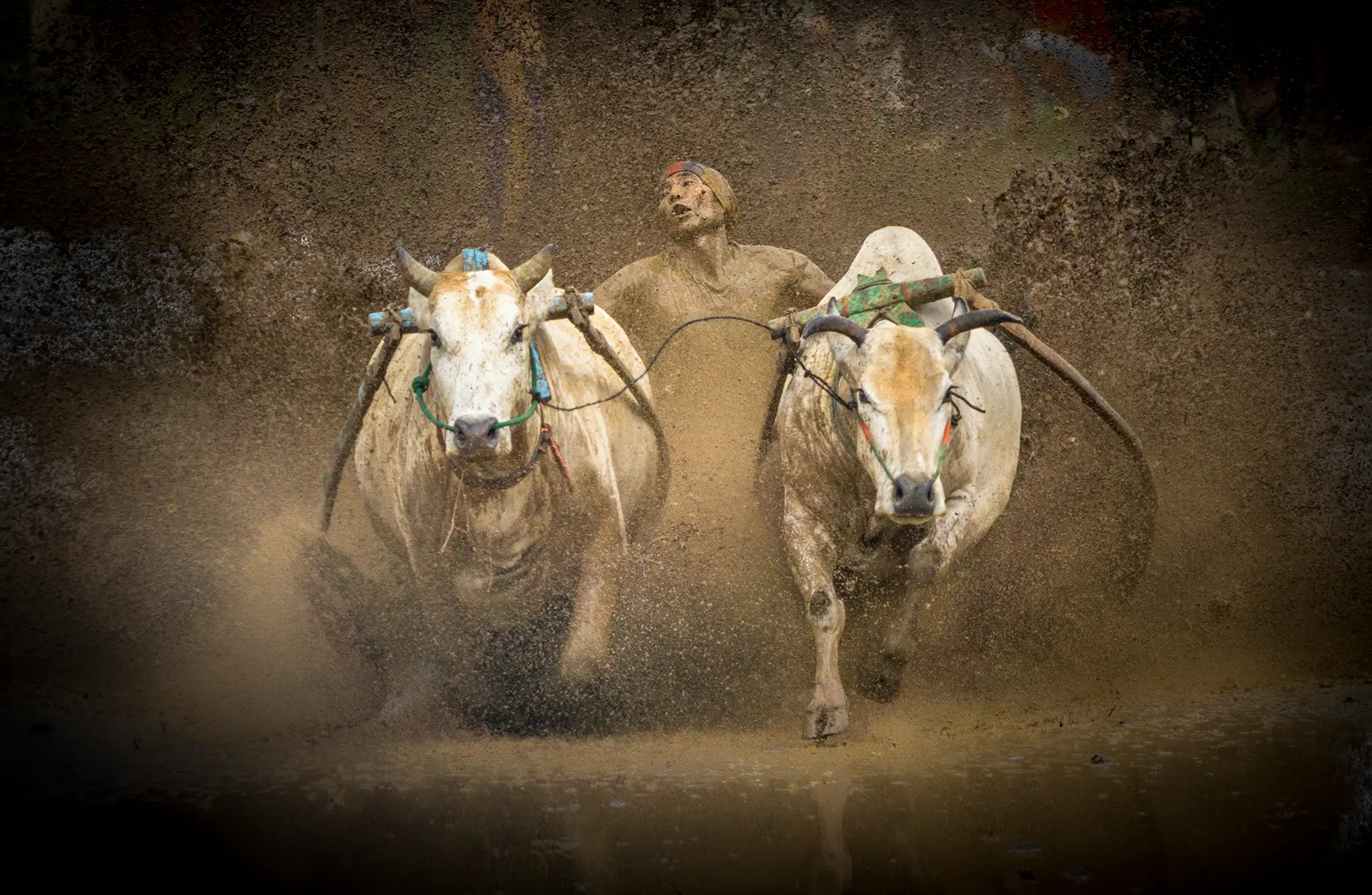 Pacu Jawi jockey racing through mud