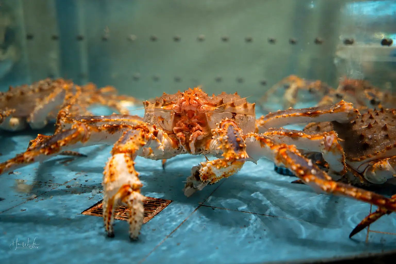 Seafood & Local Life