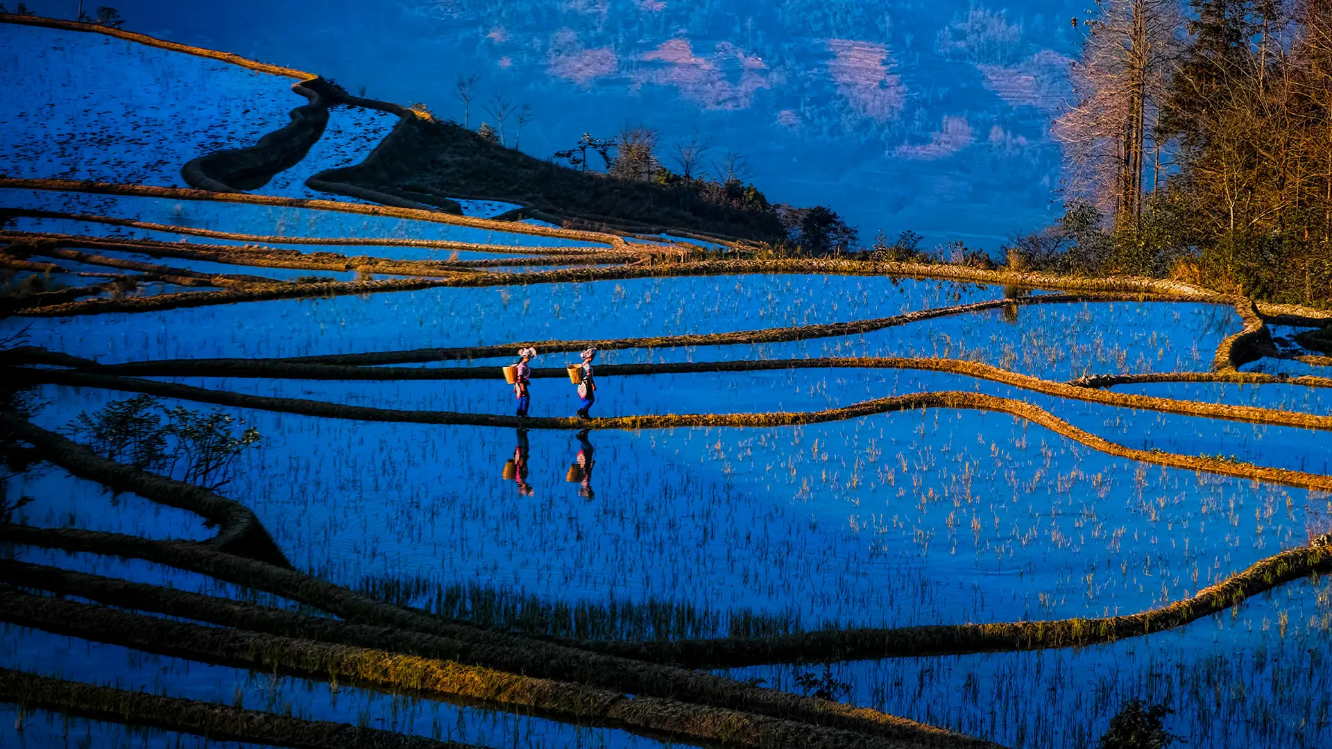 Hani women walking the flooded terraces at Yuan Yang